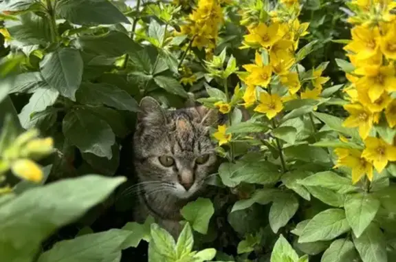 Найдена кошка: Измайловский пр-д, 18к1