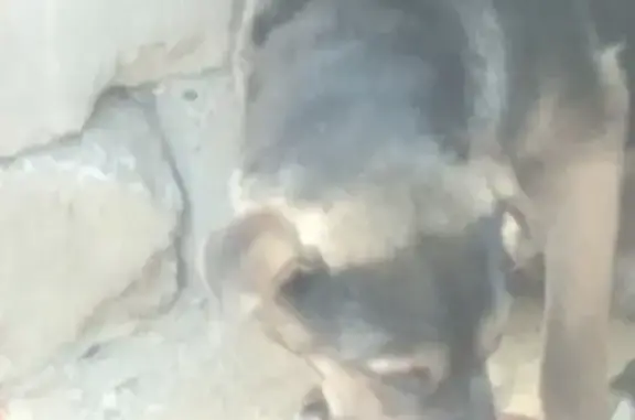 Найдена собака, Узбекская 1Б, Волгоград