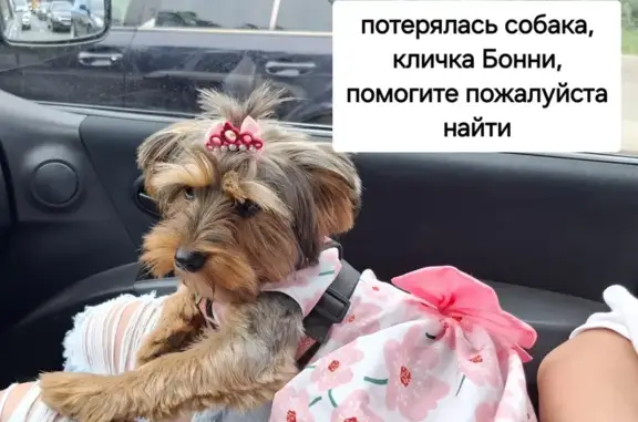 Пропала собака Боння, ул. Гудованцева, 23