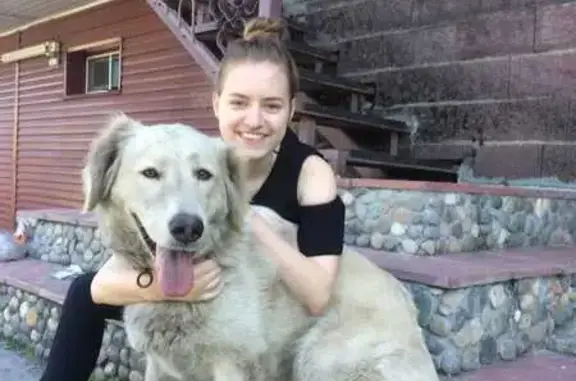 Пропавшая собака: Транспортная, Новокузнецк