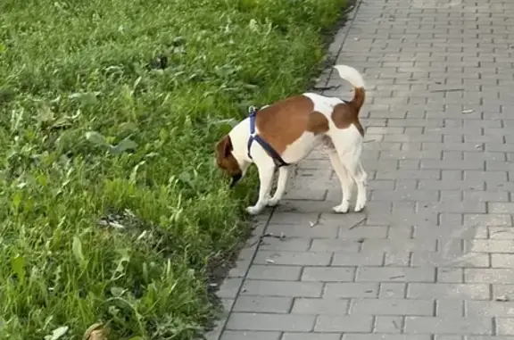 Найдена собака, ул. Пузакова 4-19, Тула