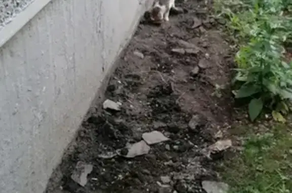 Найдена кошка: Чернышевского, 19, Пермь
