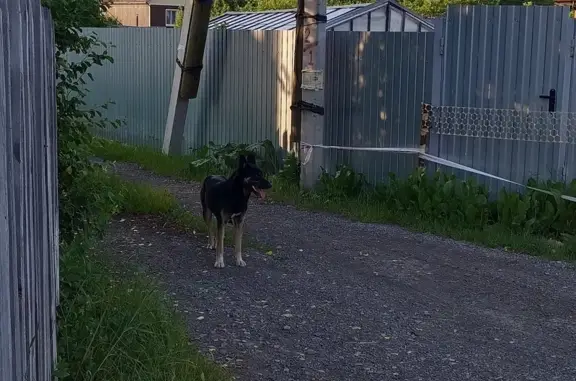 Найдена собака, Малиновая ул., Тюмень