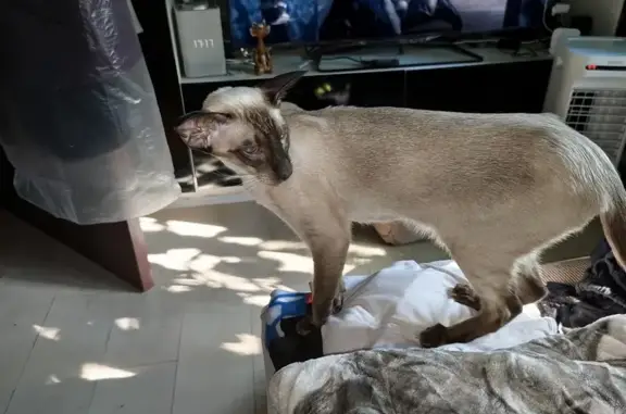 Кошки потеряшки, Санкт-Петербург, фото: Потеряшка кошка, СПб, ул. Депрессии 76