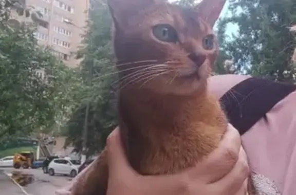 Найдена кошка: Маковского 10, Одинцово