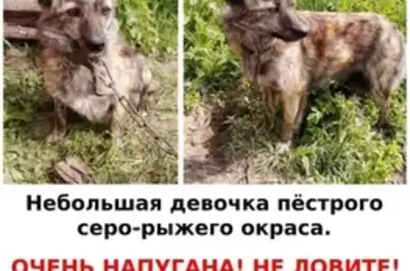 Пропала собака: Бирюлёвская, 51 к1