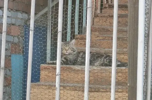 Найден котик: пер. Льва Толстого, 1