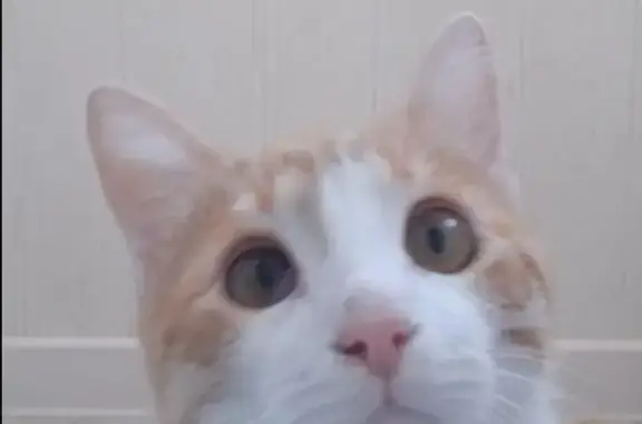 Кошки потеряшки, Уфа, фото: Потеряшка кот: Сипайловская 12/1, Уфа