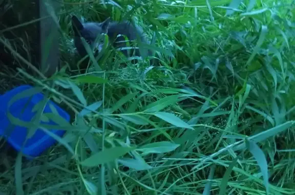 Найдена кошка, Санкт-Петербург, фото: Найден котёнок, ул. Тамбасова, 34