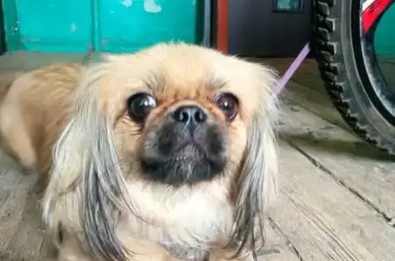 Найдена собака, , фото: Найдена собака в Туймазах, Башкортостан