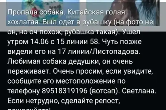 Пропала собака: 15-я линия, 58, Ростов