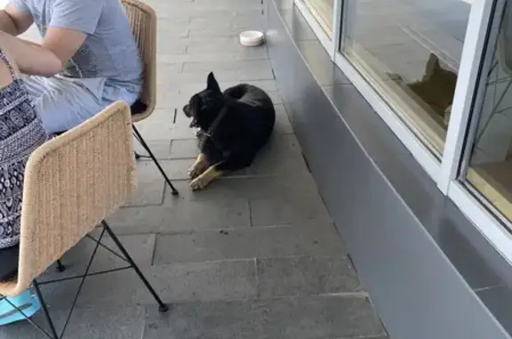 Найдена собака у Ельцин Центра, Екб