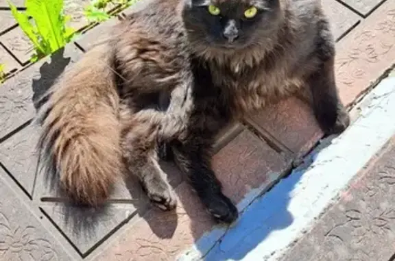 Найдена кошка, Санкт-Петербург, фото: Найдена кошка: Глухарская ул., 13 к3