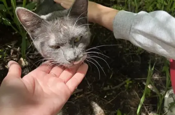 Найдена кошка на ул. Гагарина, 17