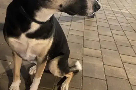 Найдена собака на ул. Осканова, Липецк