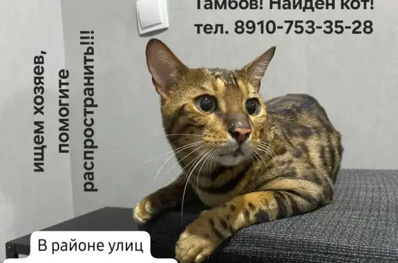 Найдена кошка, ул. Менделеева, Тамбов