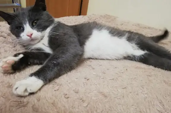 Найдена кошка, , фото: Найден кот: Старочурилинское, Татарстан