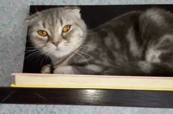 Пропала кошка: Чапаева, Арамиль