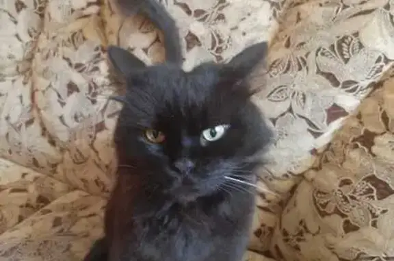 Найдена черная кошка, ул. Лопырина, 107