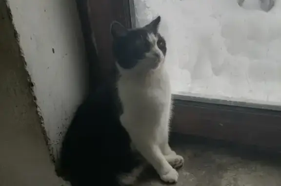 Пропала кошка: Комсомольская, 84-90