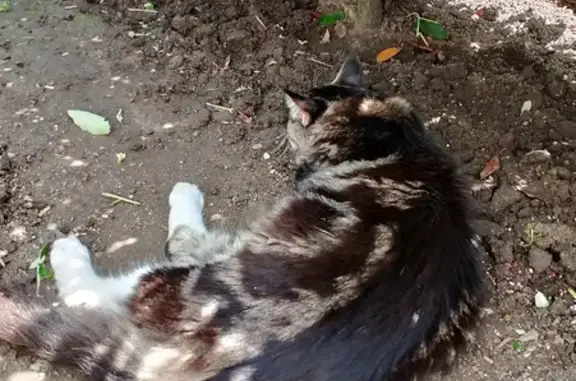 Найдена кошка, Сириус, фото: Кошка найдена у КПП #1, бульвар Надежд