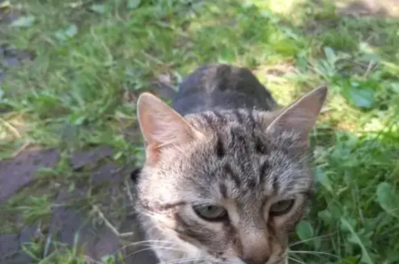Найдена кошка, Домодедово