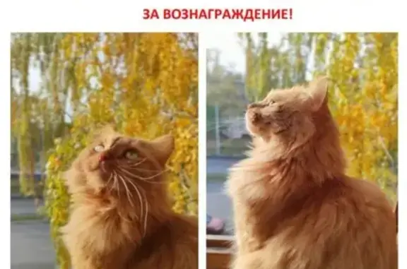 Пропала кошка, Казань