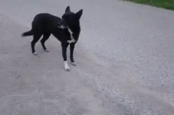 Найдена собака, 27К-342, Калининград