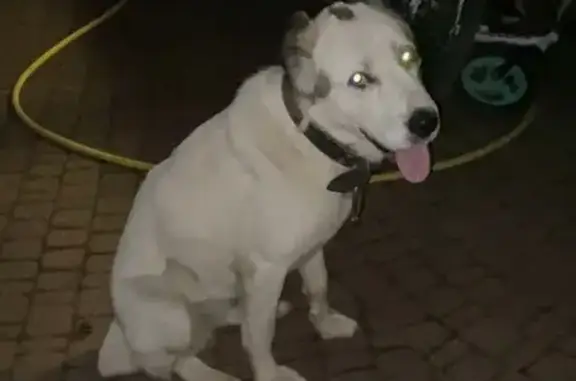 Найдена собака, Калужская область