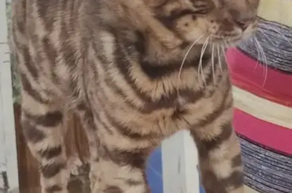 Найдена кошка, Молочный, фото: Кошка найдена: ул. Рыбников, 5, Молочный