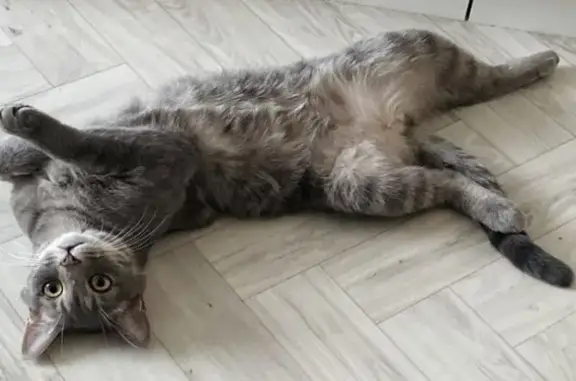 Потерянные животные Набережные Челны, фото: Пропал кот, Набережночелнинский пр., 37А