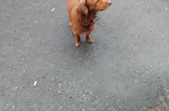 Найдена собака, Хабаровск