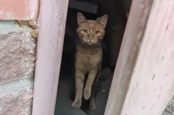 Найдена кошка, Барнаул