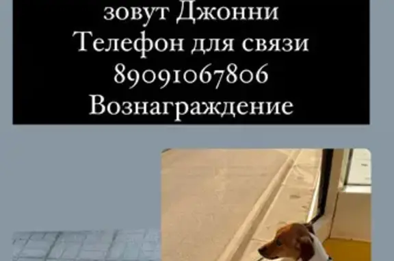 Пропала собака, Пермь