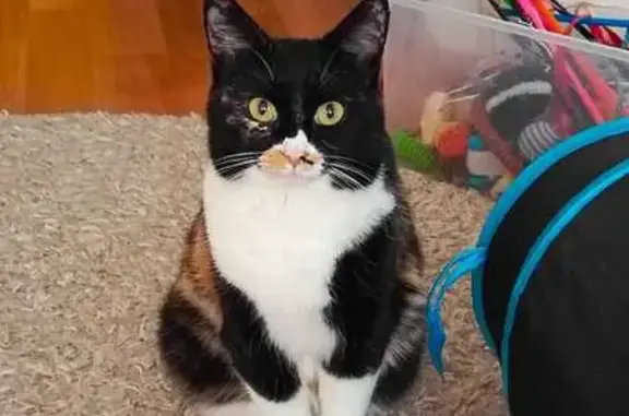 Пропала кошка, Литейщик, Наб. Челны