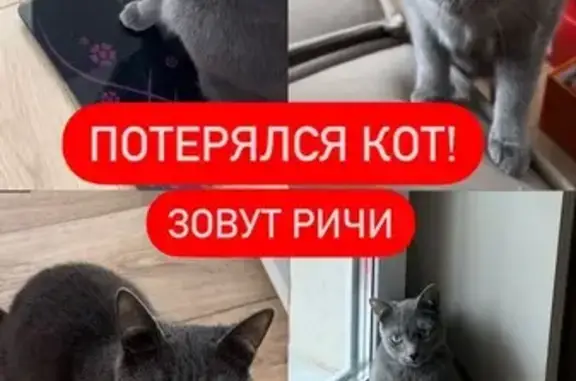 Пропала кошка, Кемерово