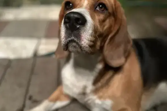 Найдена собака, Керегеш, фото: Собака найдена: Вокзальная ул., 5