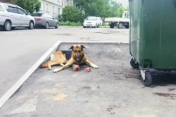 Найдена собака, Хабаровск