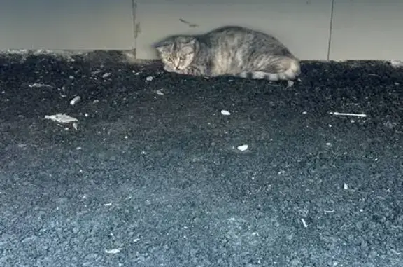 Найдена кошка, Рощинская, Екб, тел.89089141454