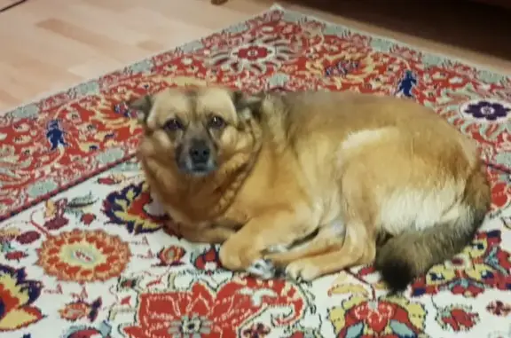 Пропала собака: Комсомольская, 28, Азово