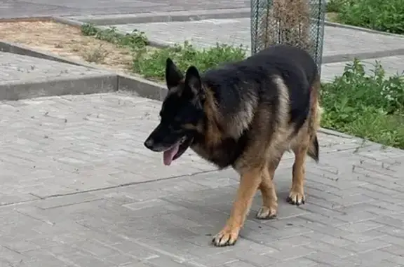 Собака найдена у жк Авион, Тула