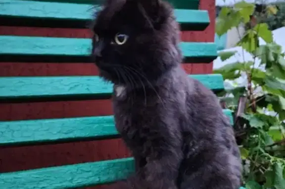 Пропала кошка: Комсомольская, Ставрополь
