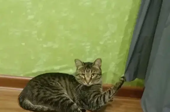 Пропала кошка: Гидростроителей, 20