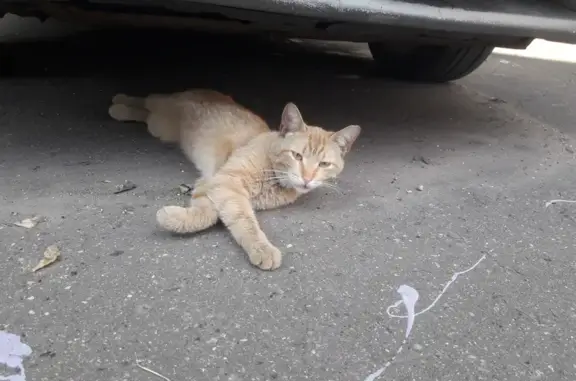 Найдены кошки в Тушино, Москва
