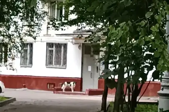 Найдена собака ул. Приорова, 6, Мск