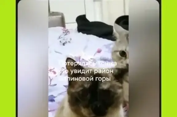 Пропала кошка: 3-я Тверская ул., 1, Ижевск