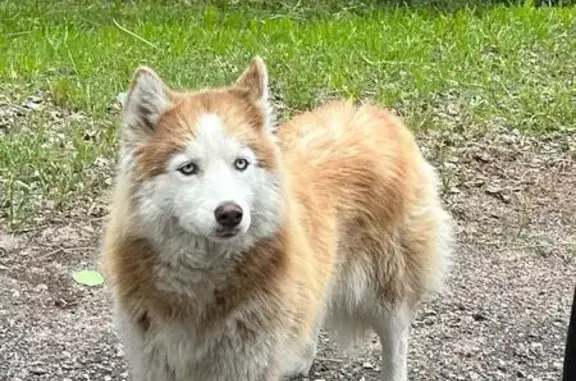 Собаки потеряшки, Селезнёвское, фото: Потеряшка собака: Крепостная, 30, Выборг