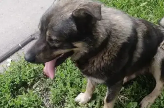 Найдена собака: Сколковское ш., 30