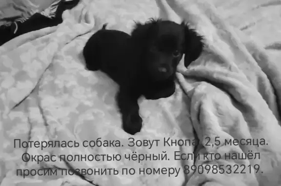 Пропала собака: Черняховского, 15А