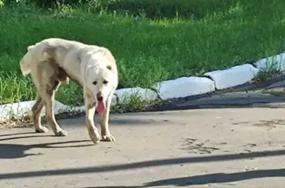 Найдена собака у МСЧ-4, Воровского 62, Омск